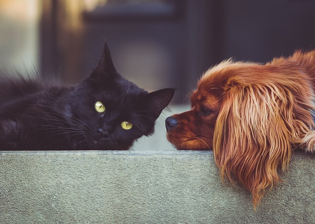 black cat laying down next to tan dog